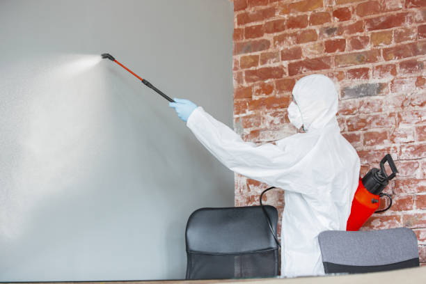 Reliable Montevallo, AL Mold Removal Solutions