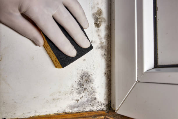  Montevlo, AL Mold Removal Pros
